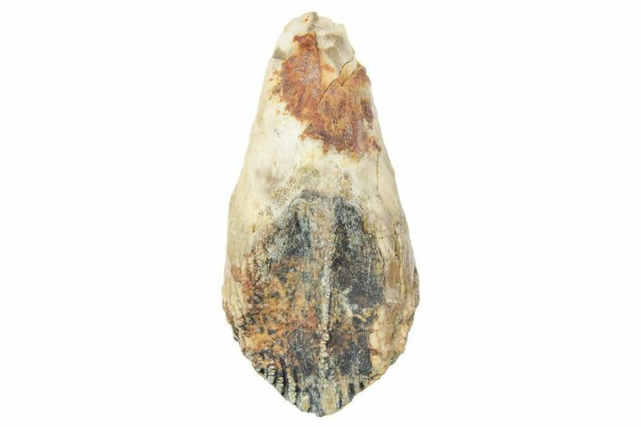 Unworn Dinosaur Triceratops Tooth - Wyoming #354903